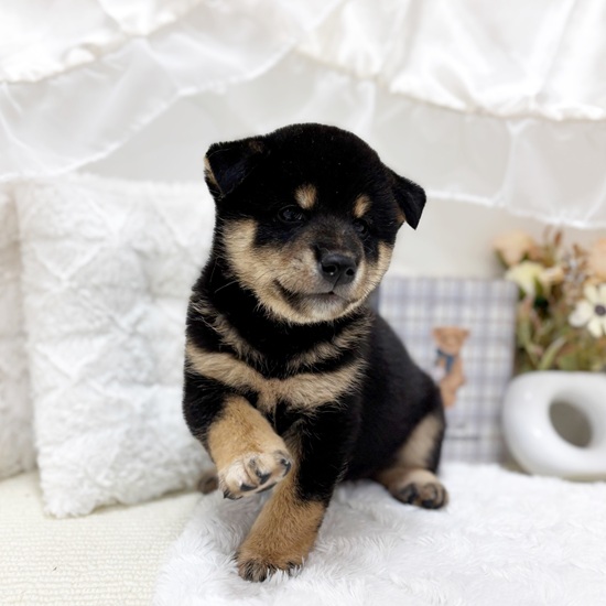 岐阜県の柴犬(標準サイズ) (犬の家＆猫の里カラフルタウン岐阜店/2025年6月10日生まれ/男の子/黒)の子犬の3枚目の画像