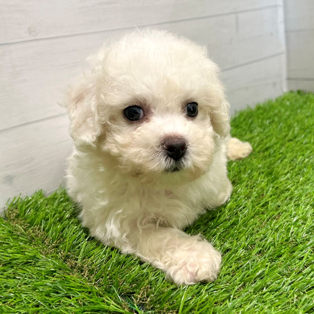愛知県のビションフリーゼ (犬の家＆猫の里豊田店/2025年6月10日生まれ/男の子/ホワイト)の子犬の1枚目の画像