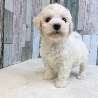 静岡県のビションフリーゼ (犬の家＆猫の里マークイズ静岡店/2025年6月9日生まれ/女の子/ホワイト)の子犬の3枚目の画像