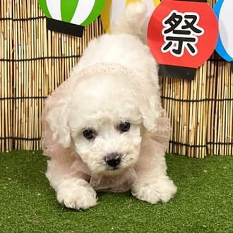 神奈川県のビションフリーゼ (犬の家＆猫の里小田原店/2025年6月8日生まれ/男の子/ホワイト)の子犬の3枚目の画像