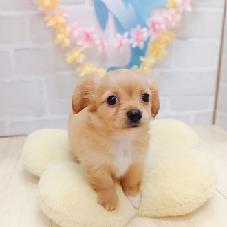 静岡県のチワックス(チワワ×ダックス) (犬の家＆猫の里プレ葉ウォーク浜北店/2025年6月10日生まれ/男の子/ゴールド)の子犬の3枚目の画像