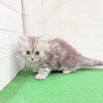 三重県のミヌエット (犬の家＆猫の里三重桑名店/2025年6月10日生まれ/男の子/シルバータビー)の子猫の3枚目の画像