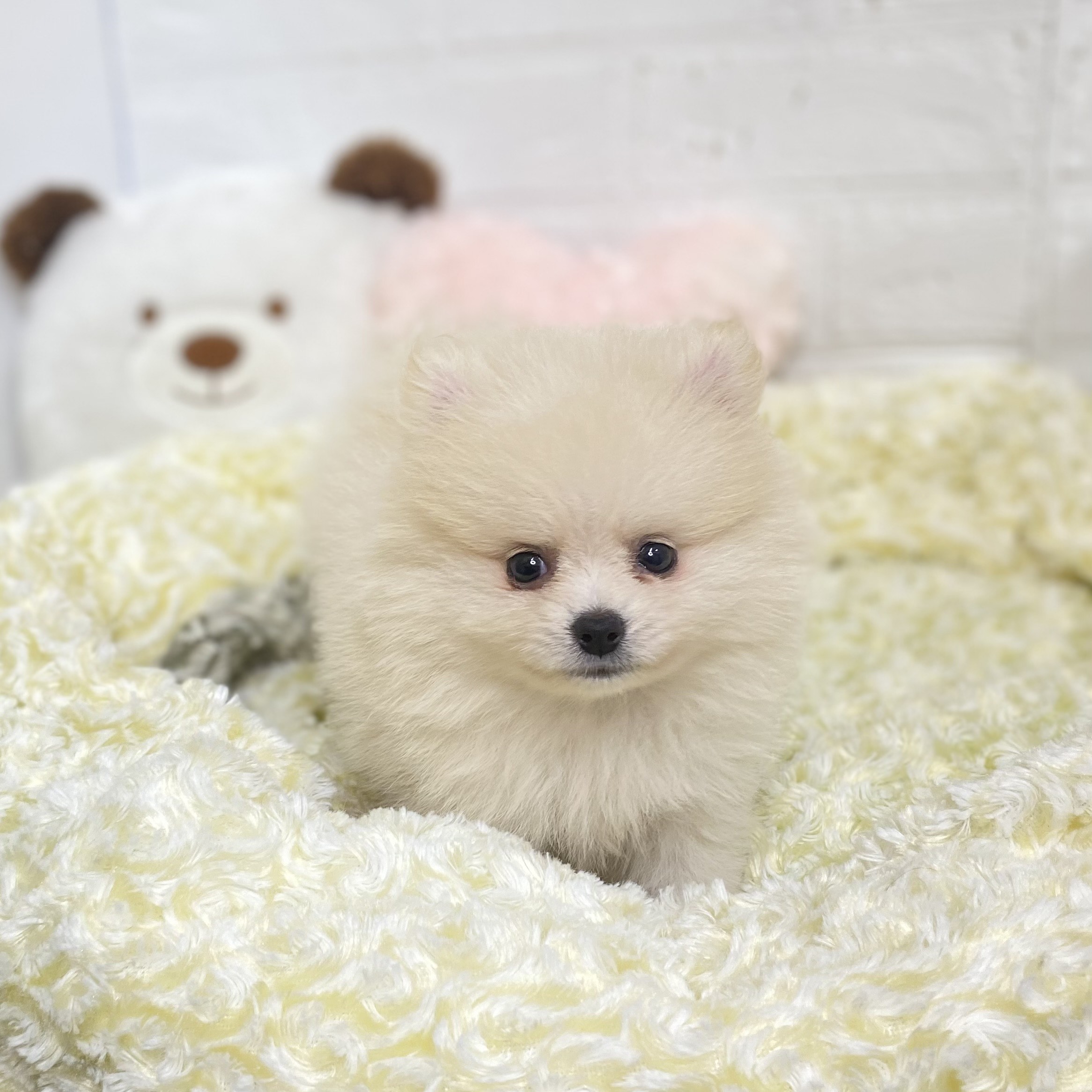 長野県のポメラニアン (犬の家＆猫の里長野店/2025年6月4日生まれ/女の子/クリーム)の子犬の3枚目の画像