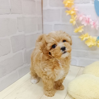 静岡県のマルプー(マルチーズ×プードル) (犬の家＆猫の里プレ葉ウォーク浜北店/2025年6月9日生まれ/女の子/アプリコット)の子犬の3枚目の画像