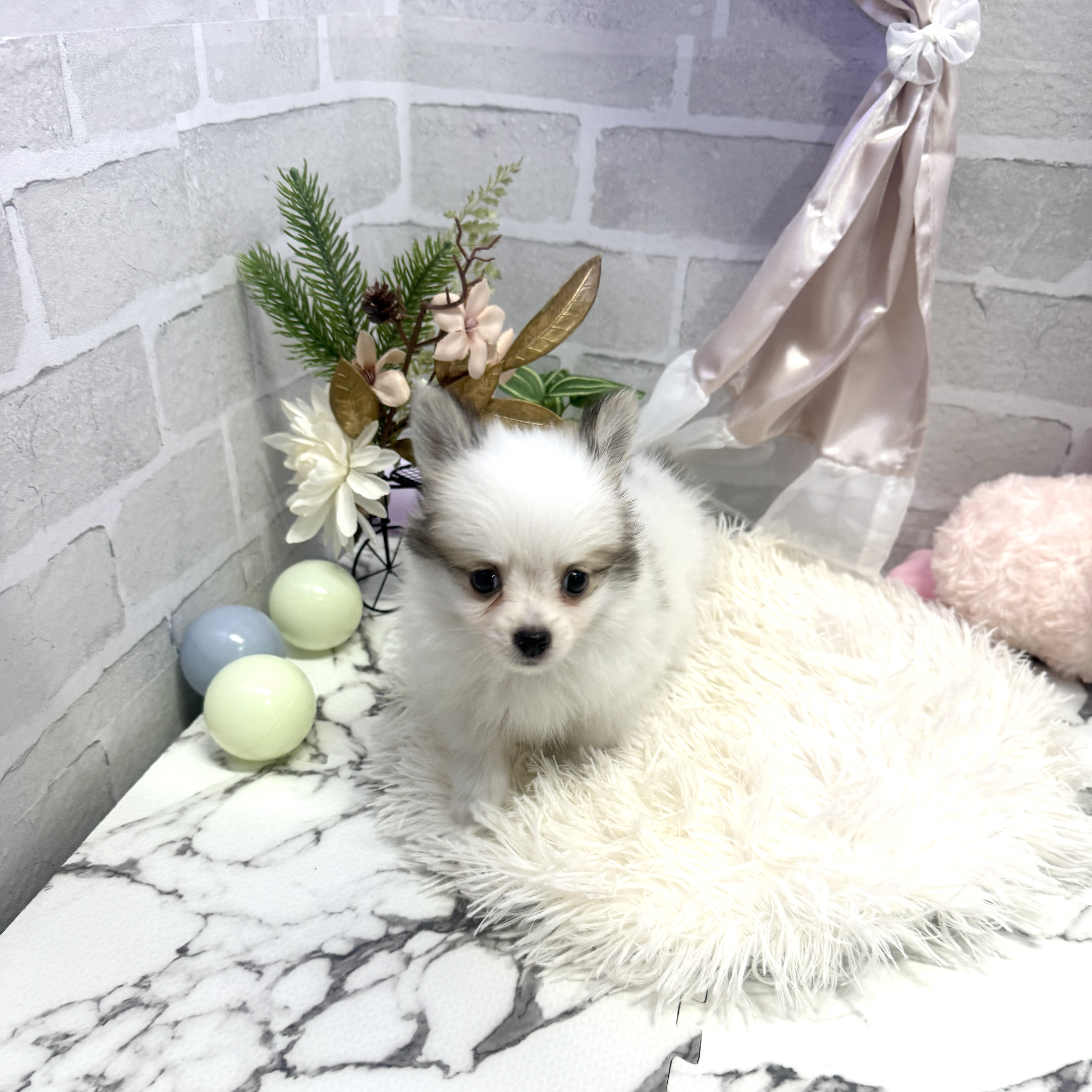 愛知県のポメチワ/チワポメ/ポメチー(ポメラニアン×チワワ) (犬の家＆猫の里岡崎店/2025年6月9日生まれ/女の子/パーティーカラー)の子犬の3枚目の画像