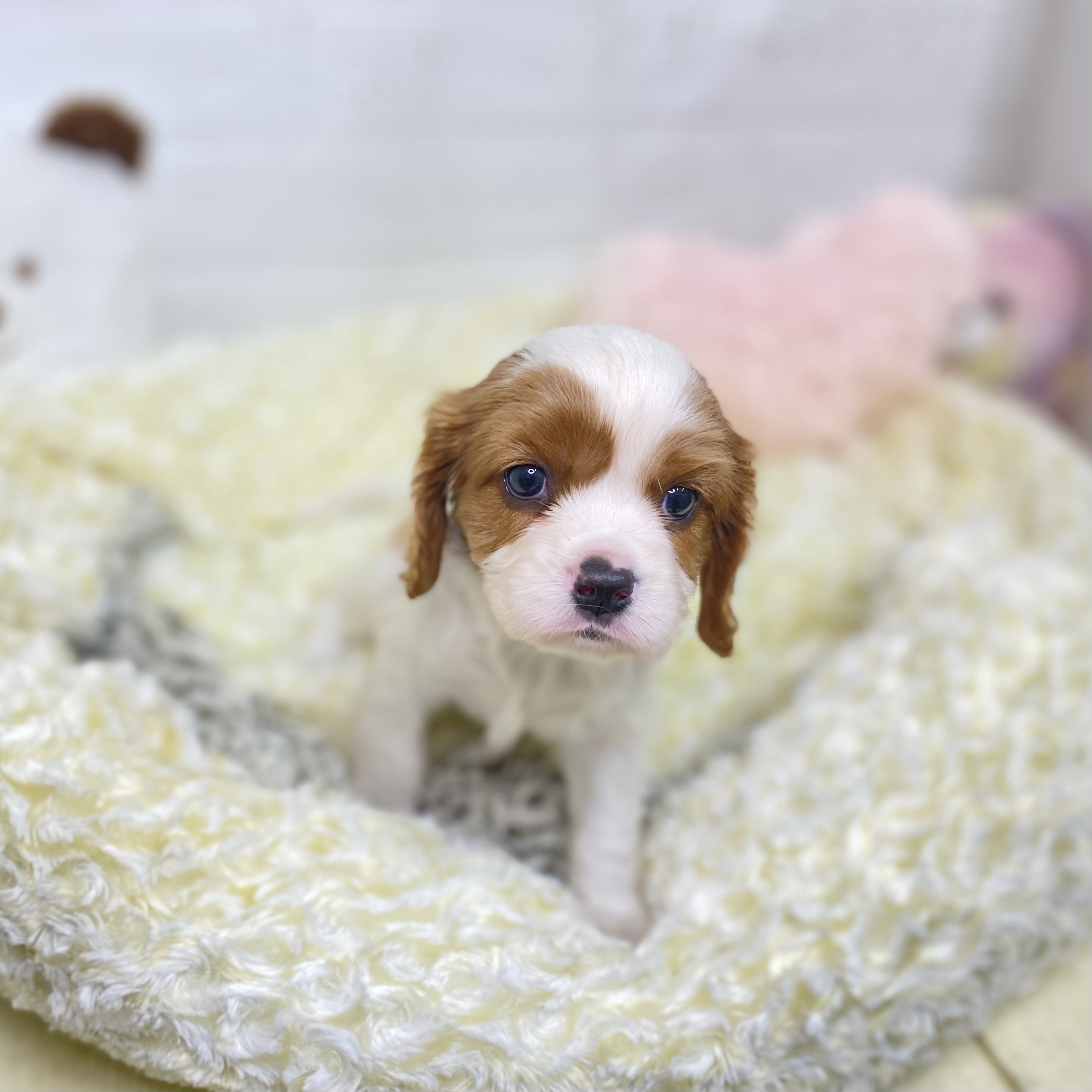 長野県のキャバリアキングチャールズスパニエル (犬の家＆猫の里長野店/2025年6月10日生まれ/女の子/ブレンハイム)の子犬の3枚目の画像