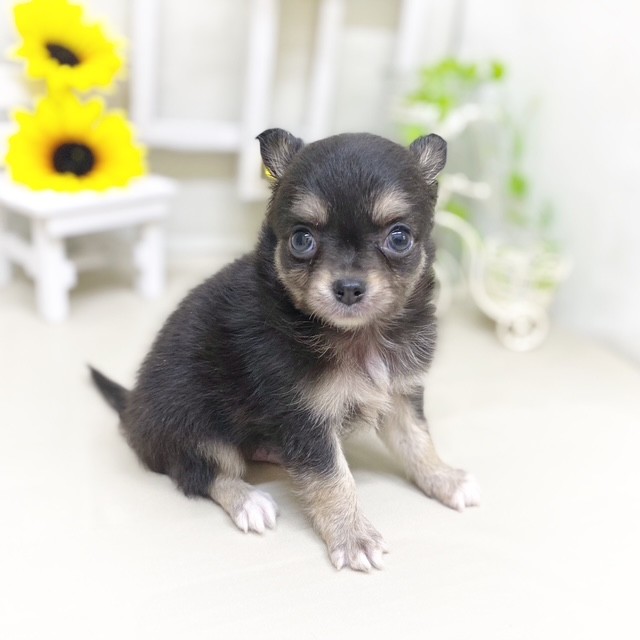 静岡県のチワワ(ロング) (犬の家＆猫の里藤枝店/2025年6月9日生まれ/男の子/ブラックタンホワイト)の子犬の3枚目の画像