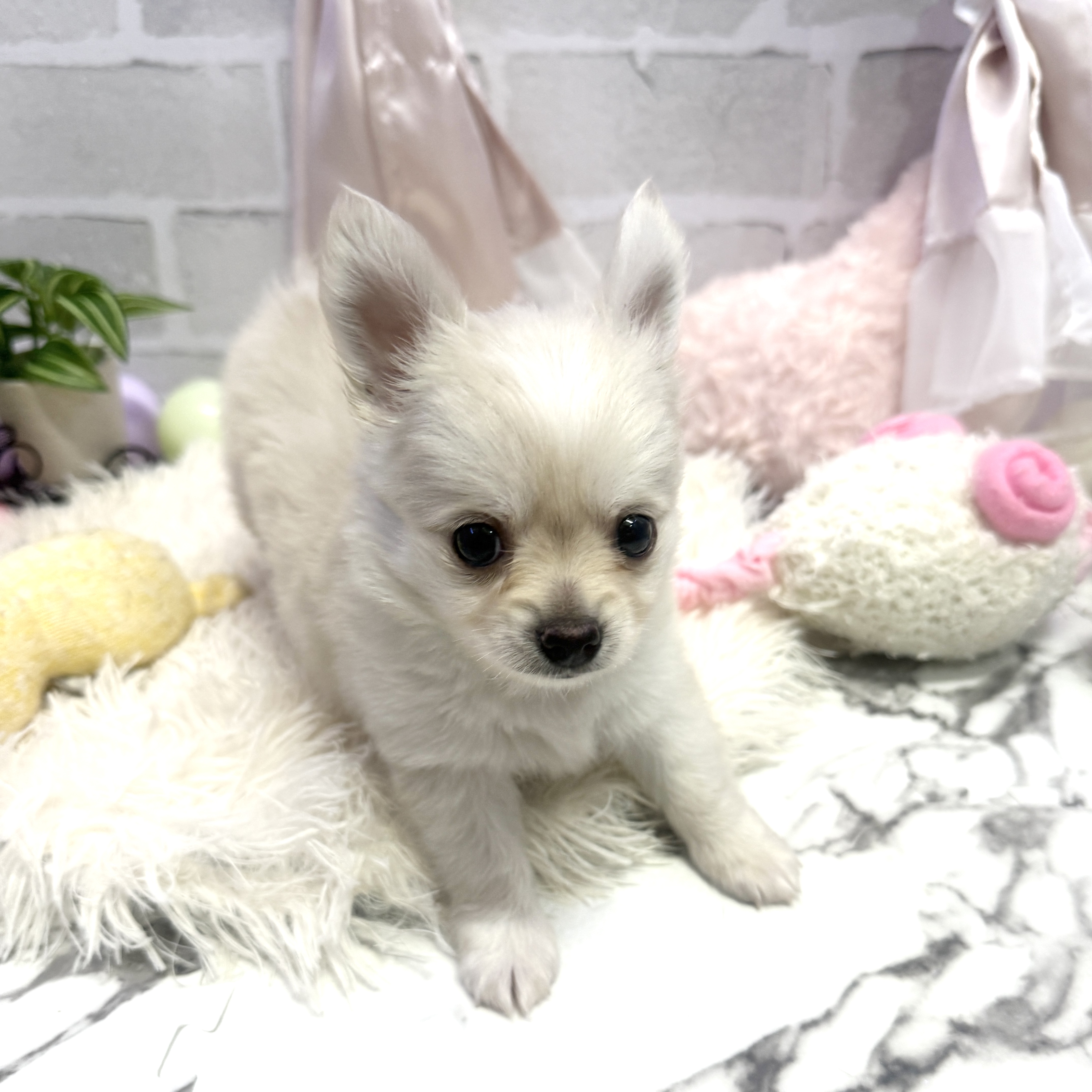 愛知県のチワワ(ロング) (犬の家＆猫の里岡崎店/2025年6月8日生まれ/男の子/クリームホワイト)の子犬の3枚目の画像