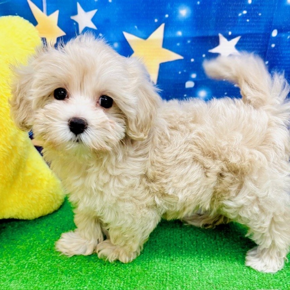 愛知県のマルプー(マルチーズ×プードル) (犬の家＆猫の里名古屋天白店/2025年7月5日生まれ/女の子/クリーム)の子犬の3枚目の画像