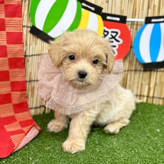 神奈川県のマルプー(マルチーズ×プードル) (犬の家＆猫の里小田原店/2025年6月8日生まれ/男の子/アプリコット)の子犬の3枚目の画像