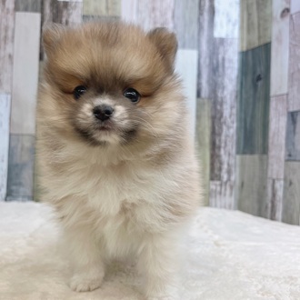 静岡県のポメラニアン (犬の家＆猫の里マークイズ静岡店/2025年6月9日生まれ/男の子/ホワイトブルーフォーン)の子犬の3枚目の画像