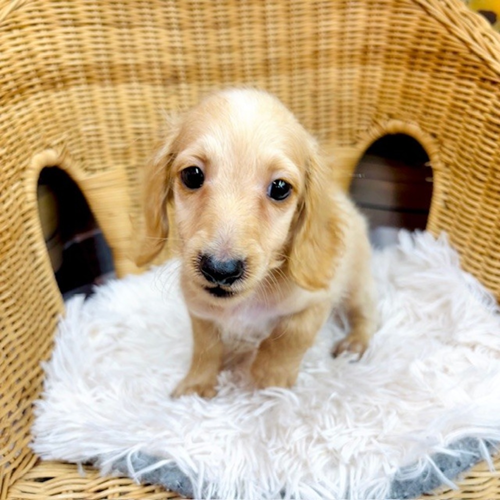 愛知県のミニチュアダックスフンド(ロング) (犬の家＆猫の里名古屋天白店/2025年6月8日生まれ/男の子/イエロー)の子犬の3枚目の画像