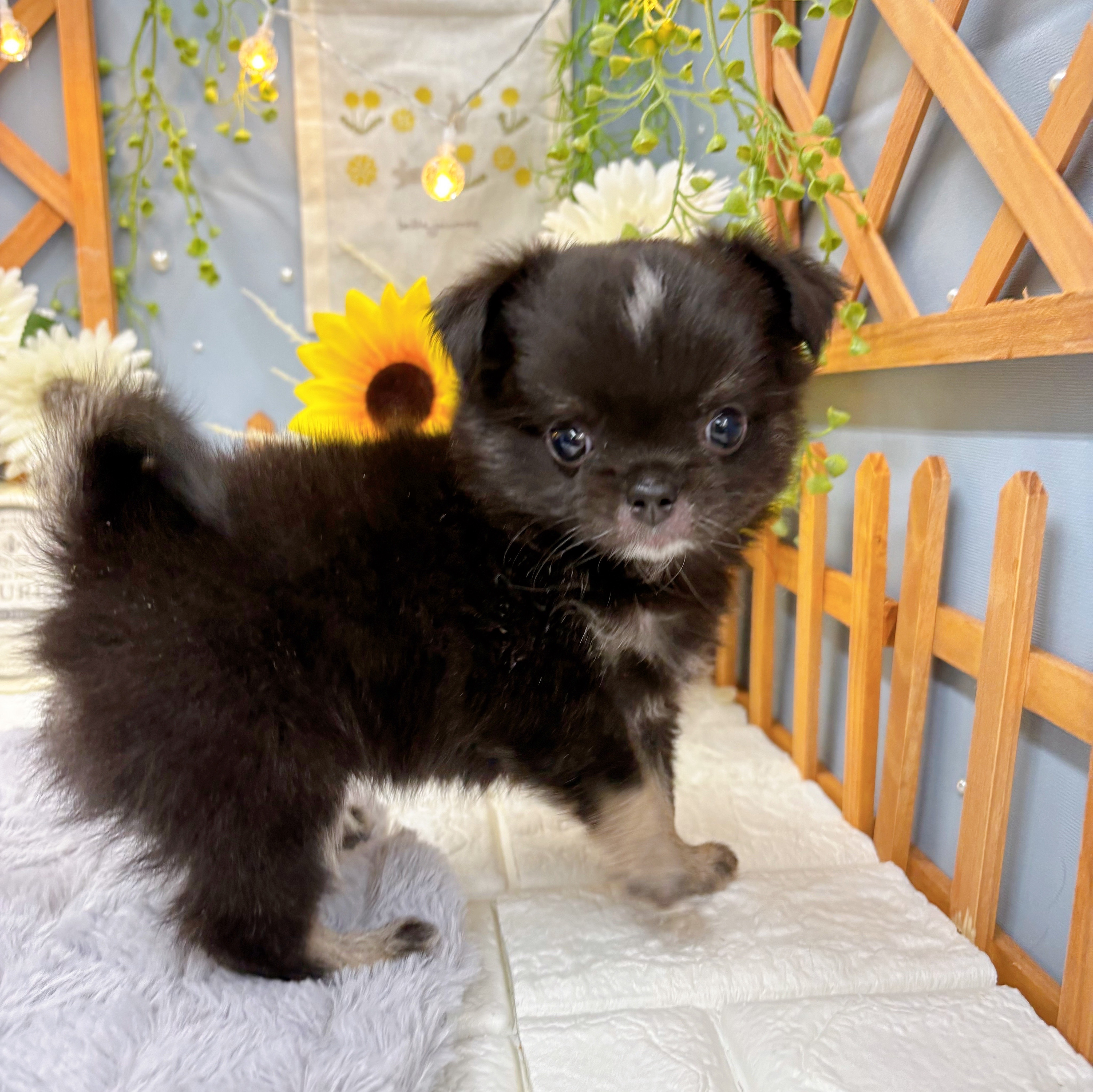 千葉県のチワワ(ロング) (犬の家＆猫の里ワンズモール稲毛店/2025年6月10日生まれ/男の子/ブラックタンホワイト)の子犬の3枚目の画像