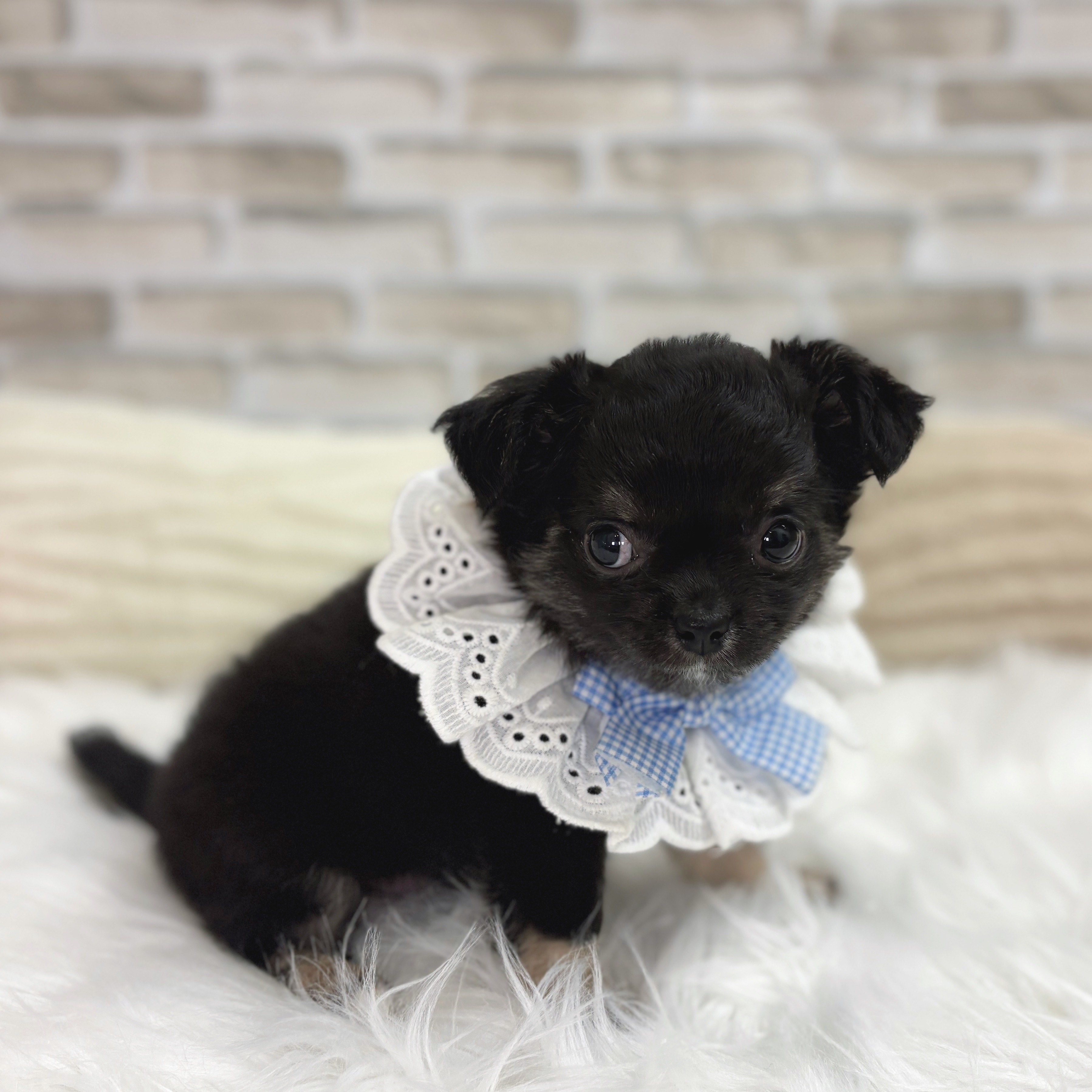 神奈川県のチワワ(ロング) (犬の家＆猫の里モザイクモール港北店/2025年6月8日生まれ/男の子/ブラックタン)の子犬の3枚目の画像