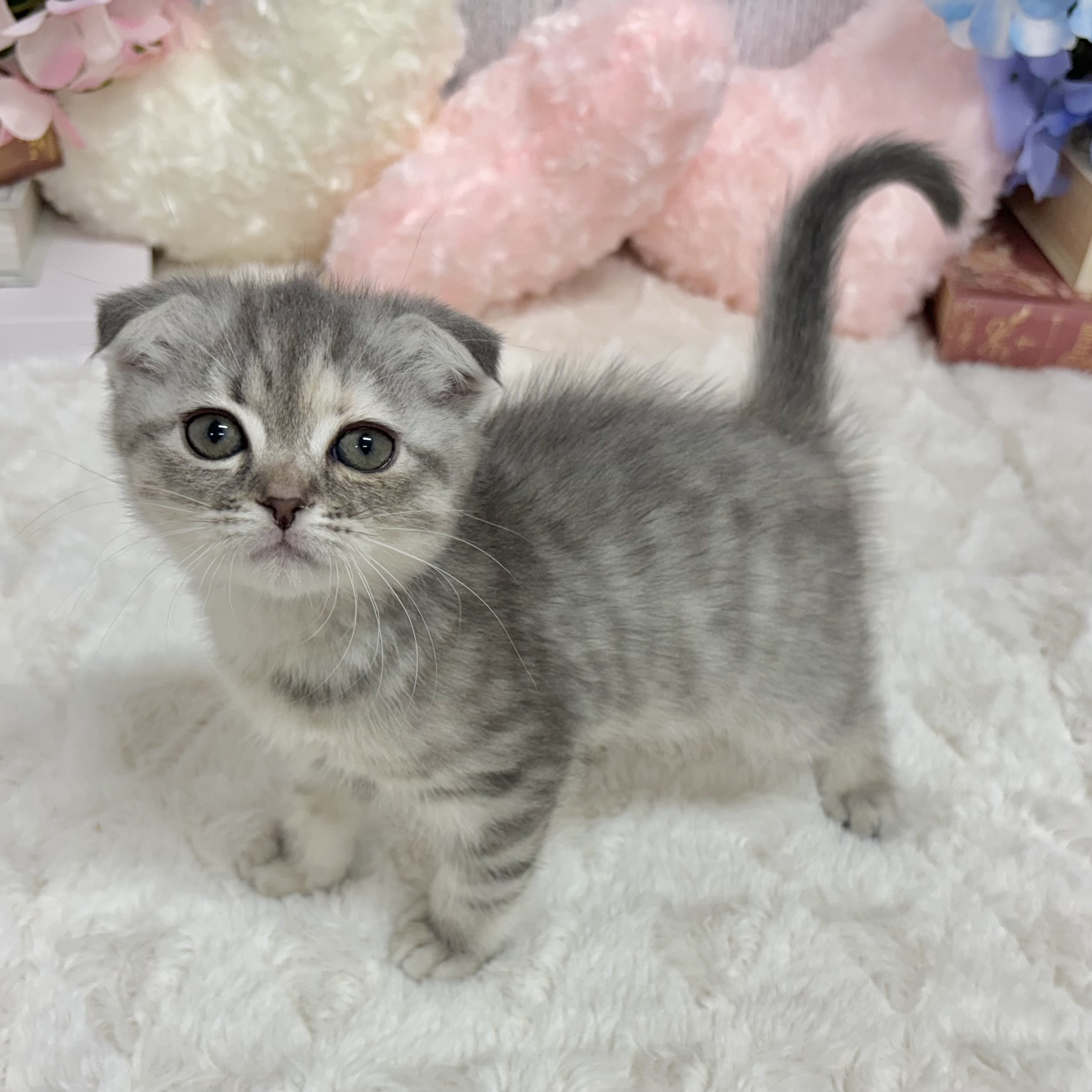 神奈川県のスコティッシュフォールド (犬の家＆猫の里相模原店/2025年6月9日生まれ/女の子/ブルータビー)の子猫の3枚目の画像