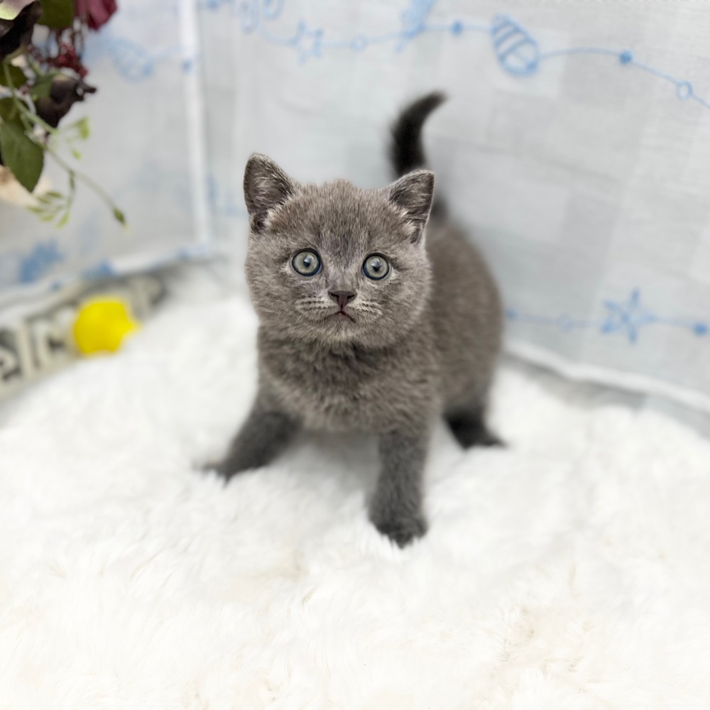 静岡県のブリティッシュショートヘアー (犬の家＆猫の里MEGAドン・キホーテ袋井店/2025年6月5日生まれ/男の子/ブルー)の子猫の3枚目の画像