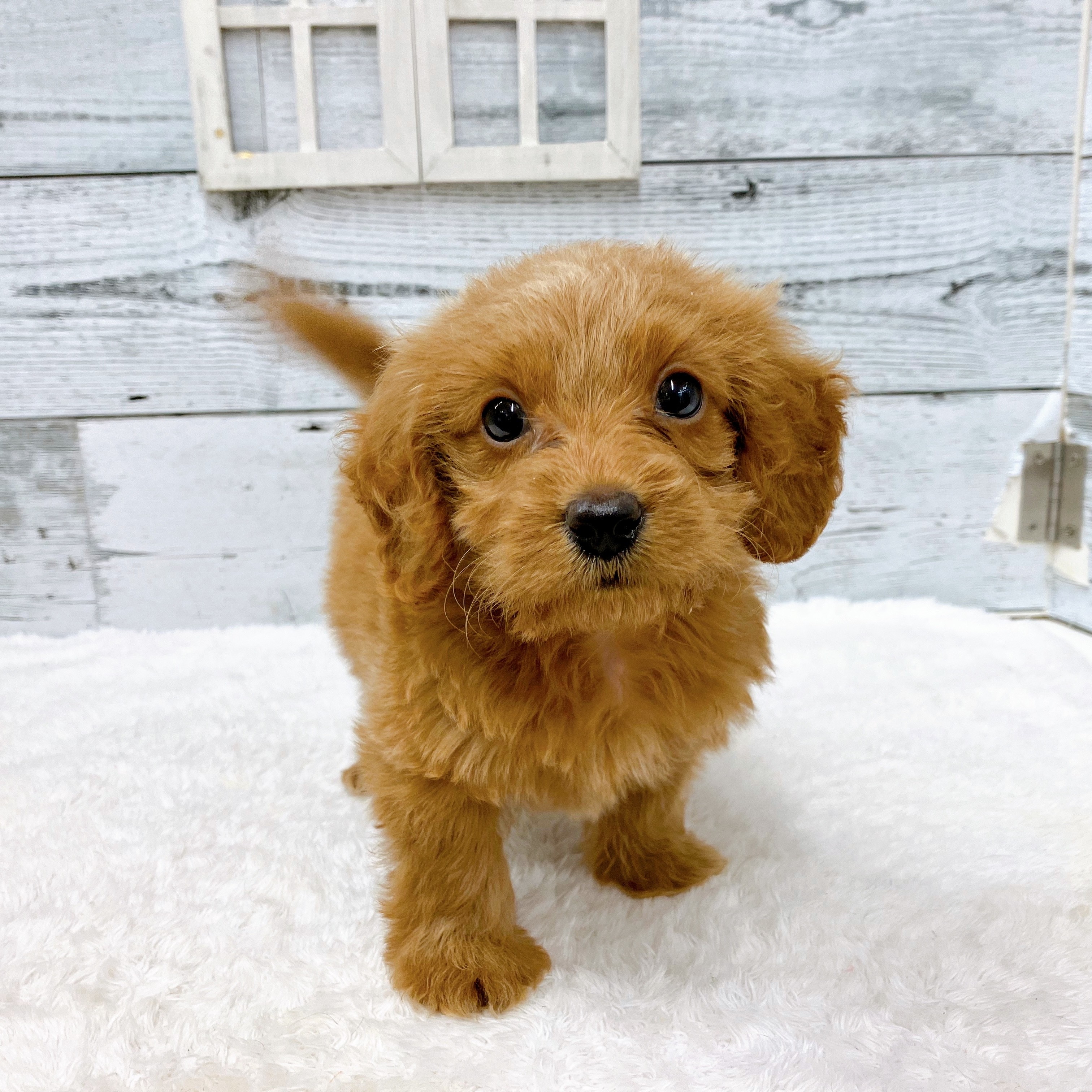 石川県のダップー(ダックス×プードル) (犬の家＆猫の里アミーゴ金沢おこばた店/2025年6月9日生まれ/男の子/レッド)の子犬の3枚目の画像