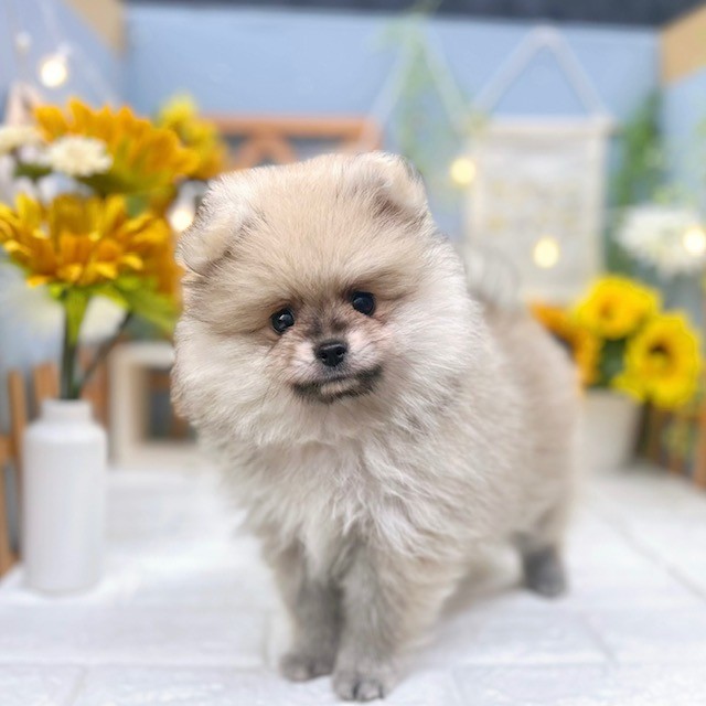 千葉県のポメラニアン (犬の家＆猫の里ワンズモール稲毛店/2025年6月7日生まれ/男の子/セーブル)の子犬の3枚目の画像