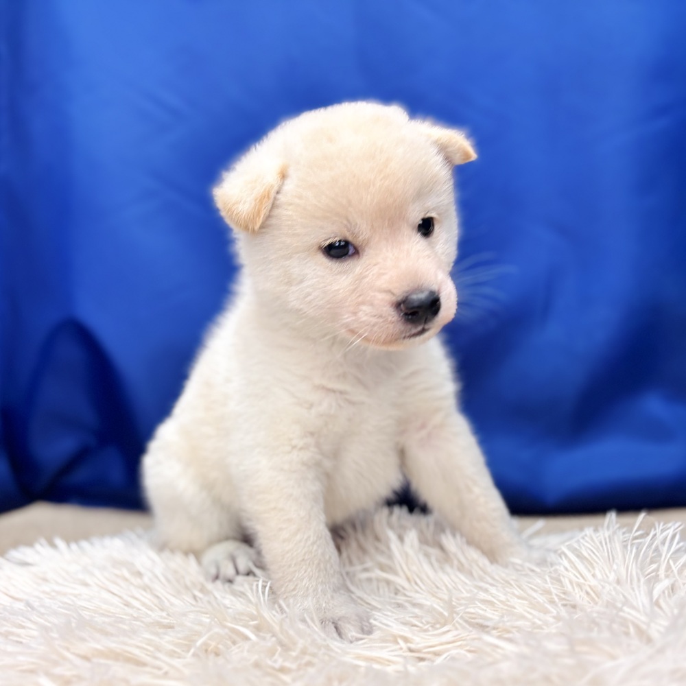 岐阜県の柴犬(標準サイズ) (犬の家＆猫の里中津川店/2025年6月8日生まれ/男の子/白)の子犬の3枚目の画像
