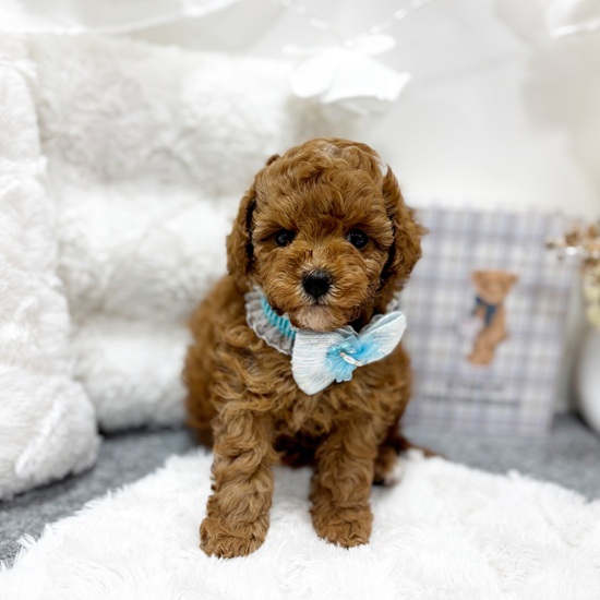 岐阜県のトイプードル(トイ) (犬の家＆猫の里カラフルタウン岐阜店/2025年6月9日生まれ/女の子/レッド)の子犬の1枚目の画像