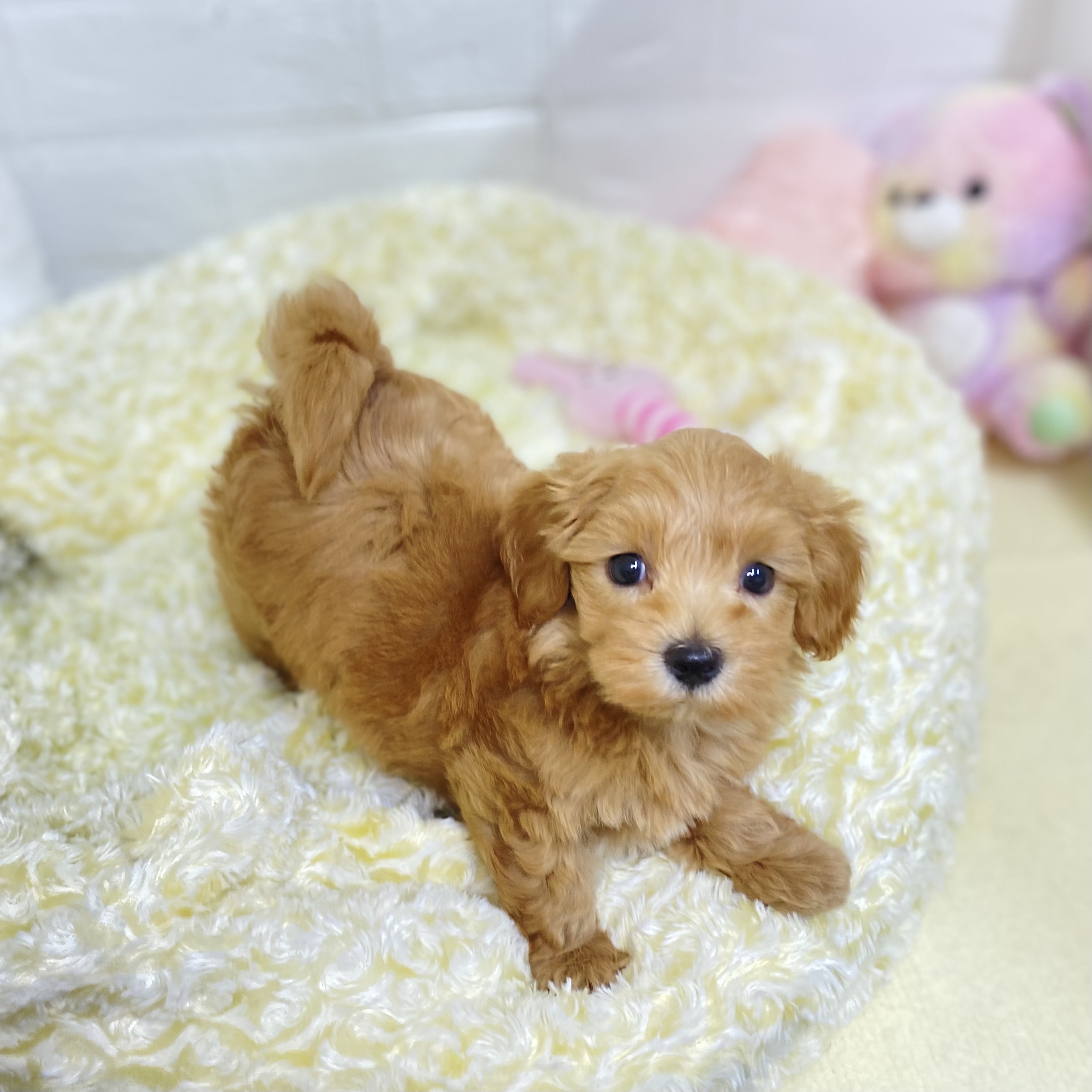 長野県のマルプー(マルチーズ×プードル) (犬の家＆猫の里長野店/2025年6月8日生まれ/男の子/アプリコット)の子犬の3枚目の画像