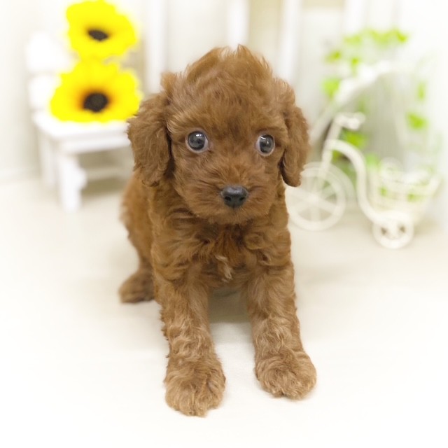 静岡県のトイプードル(トイ) (犬の家＆猫の里藤枝店/2025年6月6日生まれ/男の子/レッド)の子犬の3枚目の画像