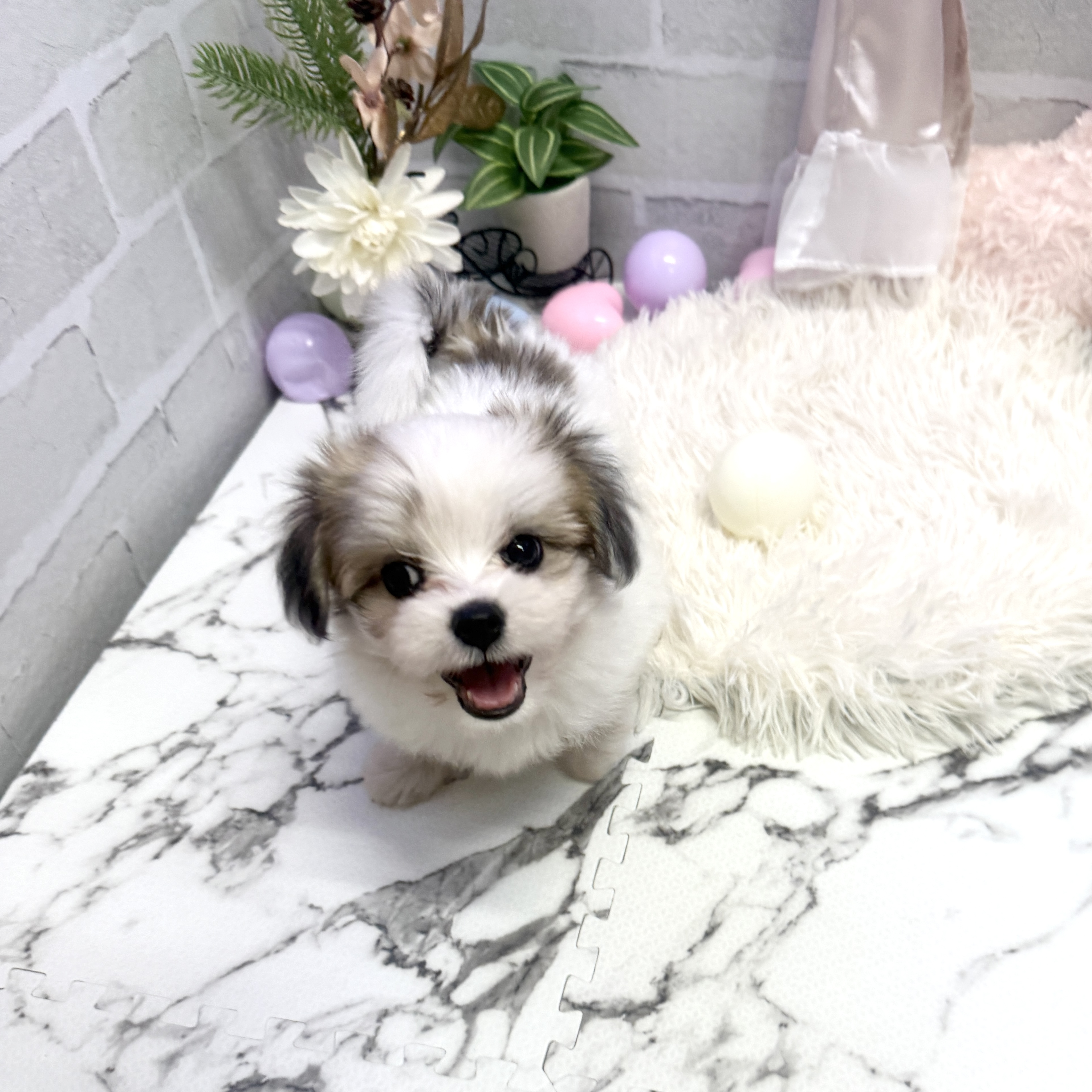 愛知県のハーフ犬・ミックス犬 (犬の家＆猫の里岡崎店/2025年6月9日生まれ/女の子/ホワイトレッド)の子犬の3枚目の画像