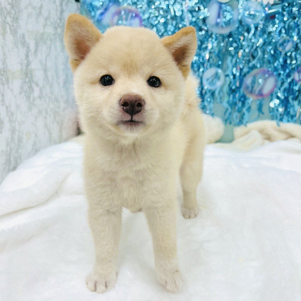 愛知県の柴犬(標準サイズ) (犬の家＆猫の里エアポートウォーク店/2025年6月10日生まれ/女の子/白)の子犬の3枚目の画像
