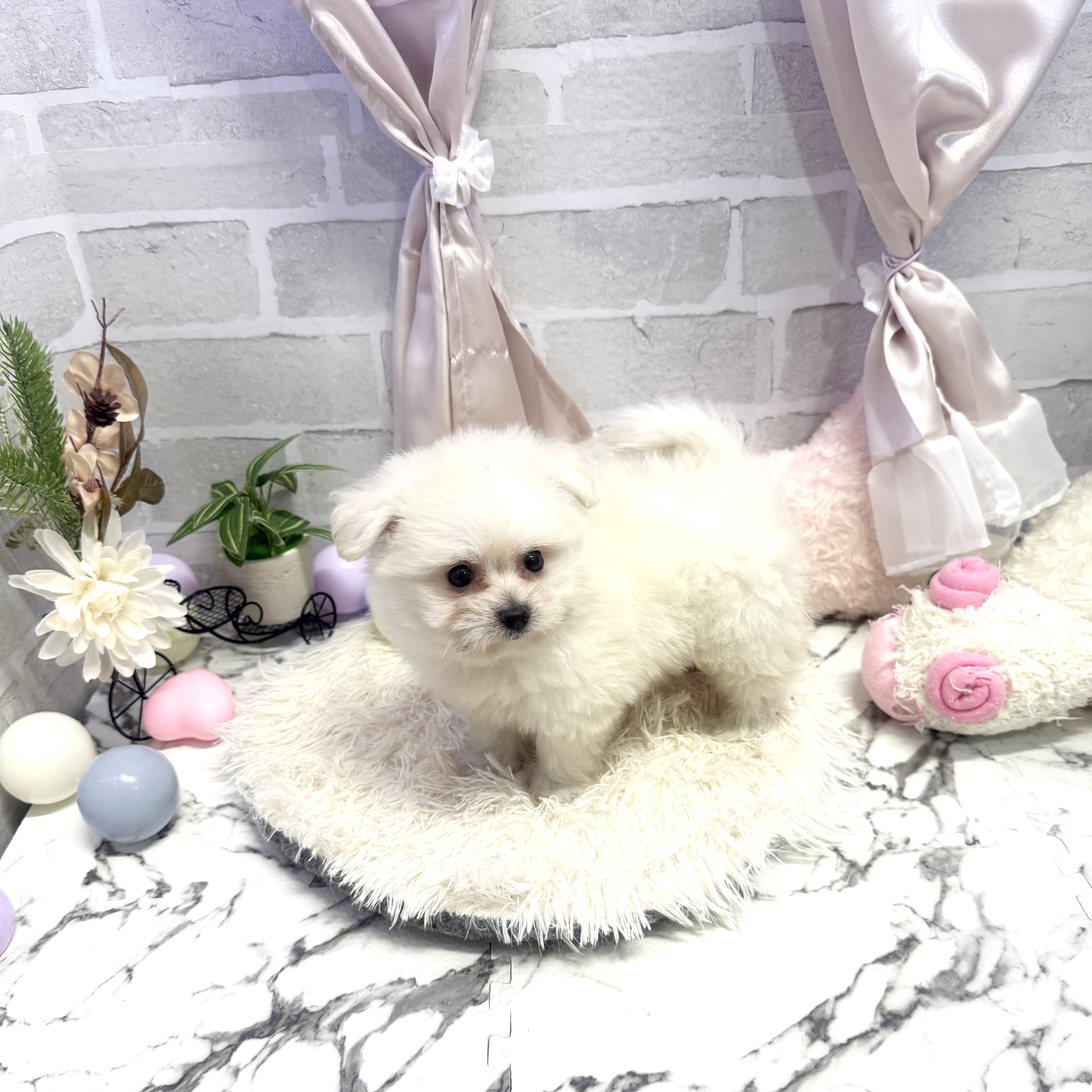 愛知県のポメビション(ポメラニアン×ビションフリーゼ) (犬の家＆猫の里岡崎店/2025年6月9日生まれ/女の子/クリーム)の子犬の3枚目の画像