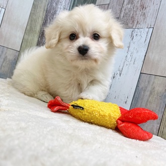 静岡県のポメビション(ポメラニアン×ビションフリーゼ) (犬の家＆猫の里マークイズ静岡店/2025年6月9日生まれ/男の子/クリーム)の子犬の3枚目の画像