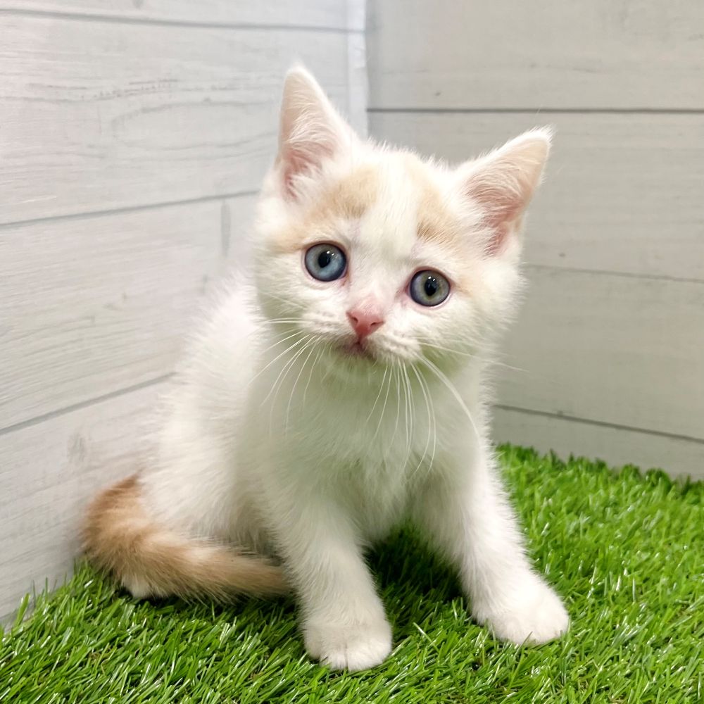 愛知県のブリティッシュショートヘアー (犬の家＆猫の里豊田店/2025年6月10日生まれ/女の子/クリームホワイトバン)の子猫の3枚目の画像