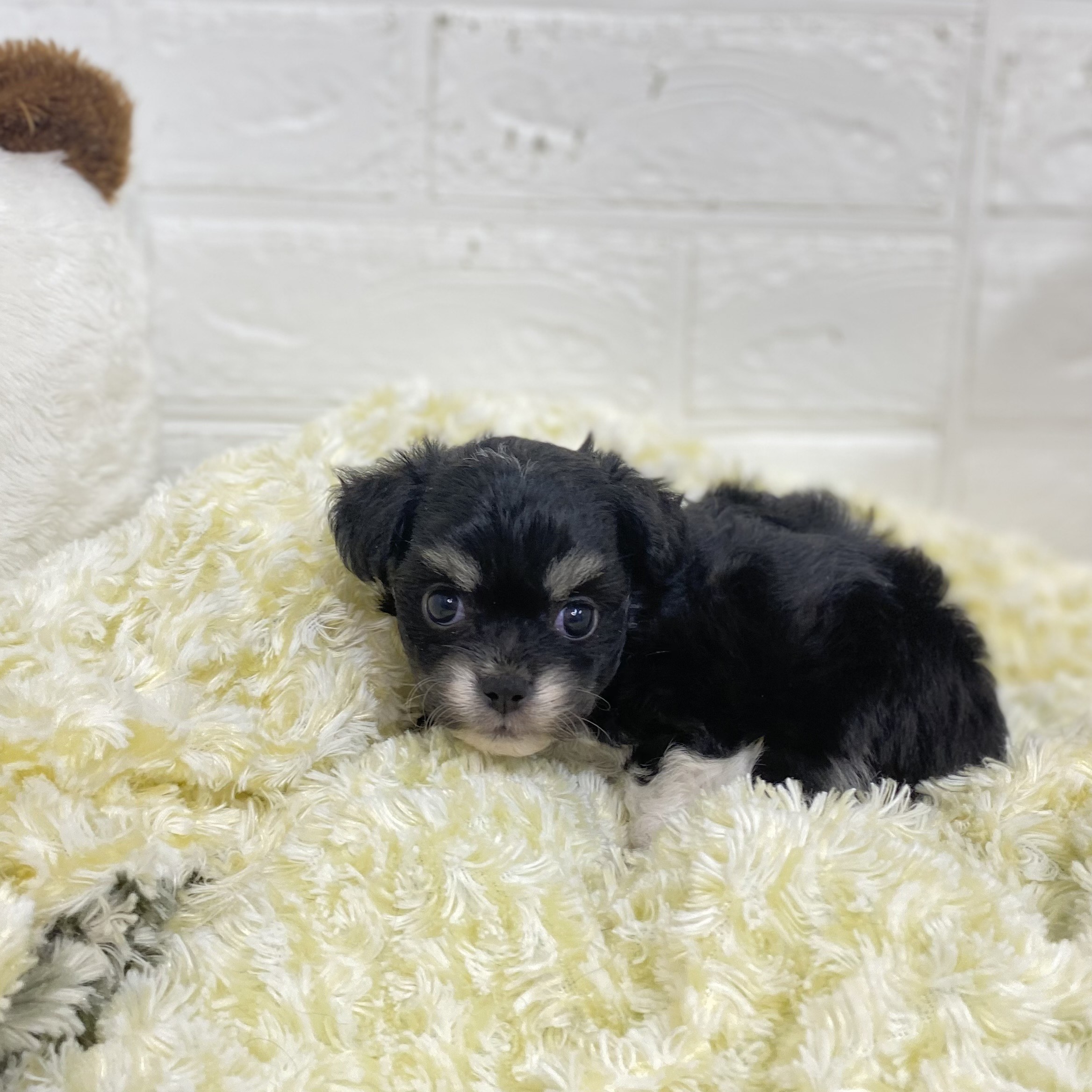 長野県のハーフ犬・ミックス犬 (犬の家＆猫の里長野店/2025年6月8日生まれ/女の子/ブラックタンホワイト)の子犬の3枚目の画像