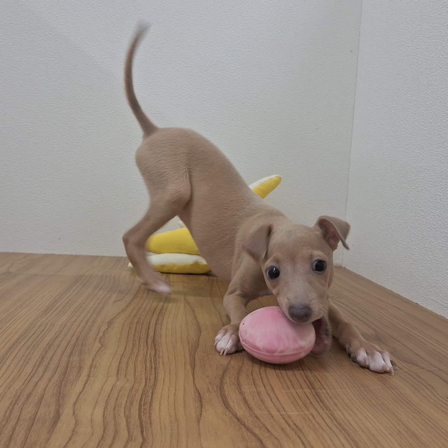 福岡県のイタリアングレーハウンド (犬の家＆猫の里シュロアモール筑紫野店/2025年6月7日生まれ/男の子/フォーンホワイト)の子犬の3枚目の画像