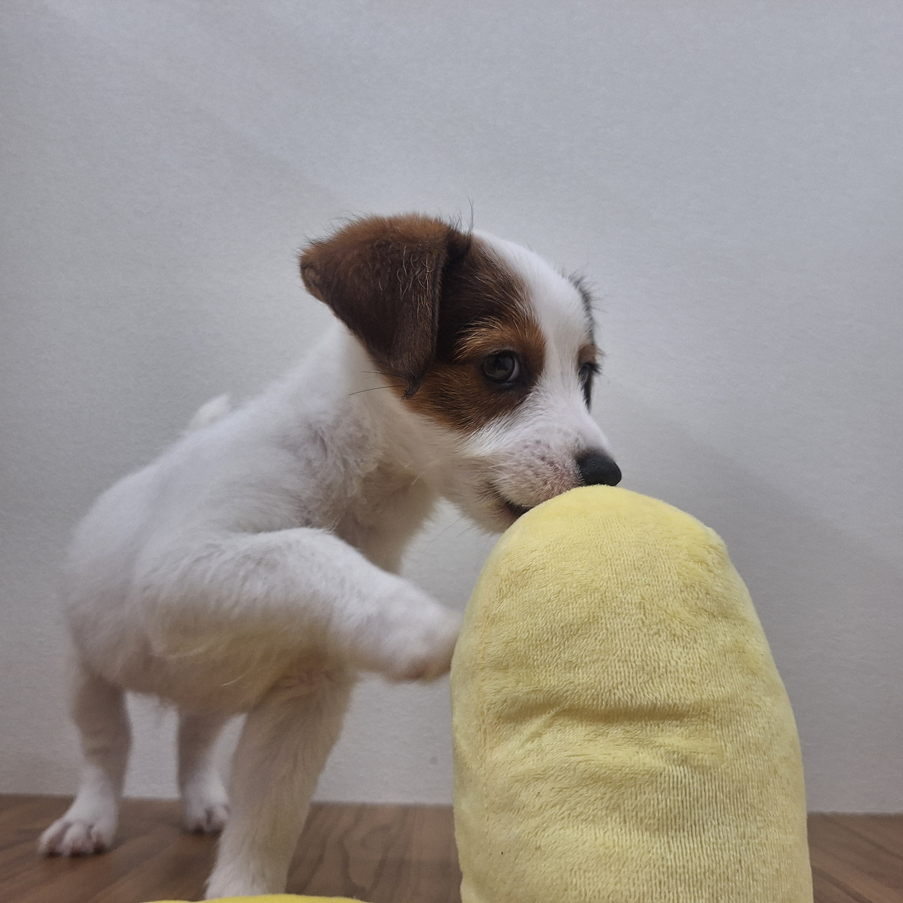 福岡県のジャックラッセルテリア (犬の家＆猫の里シュロアモール筑紫野店/2025年6月8日生まれ/女の子/ホワイトタン)の子犬の3枚目の画像