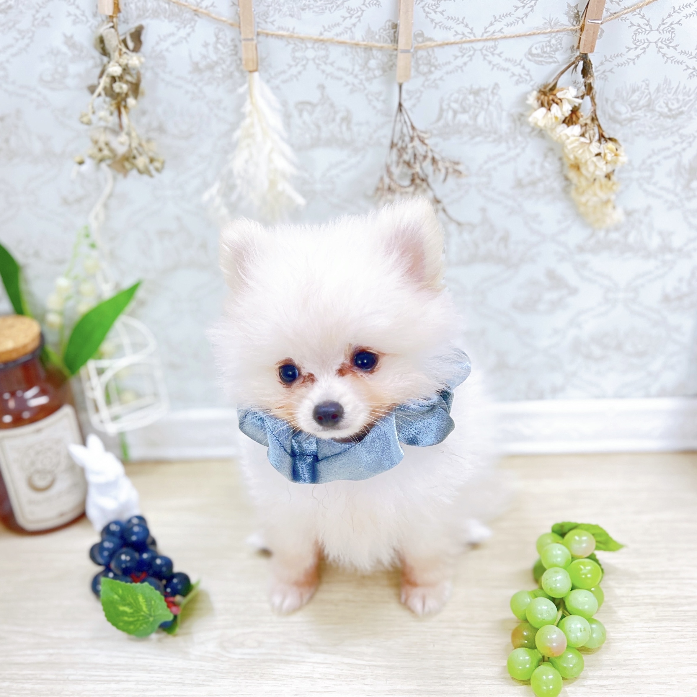 福井県のポメラニアン (犬の家＆猫の里アミーゴ福井大和田店/2025年6月10日生まれ/男の子/クリーム)の子犬の3枚目の画像