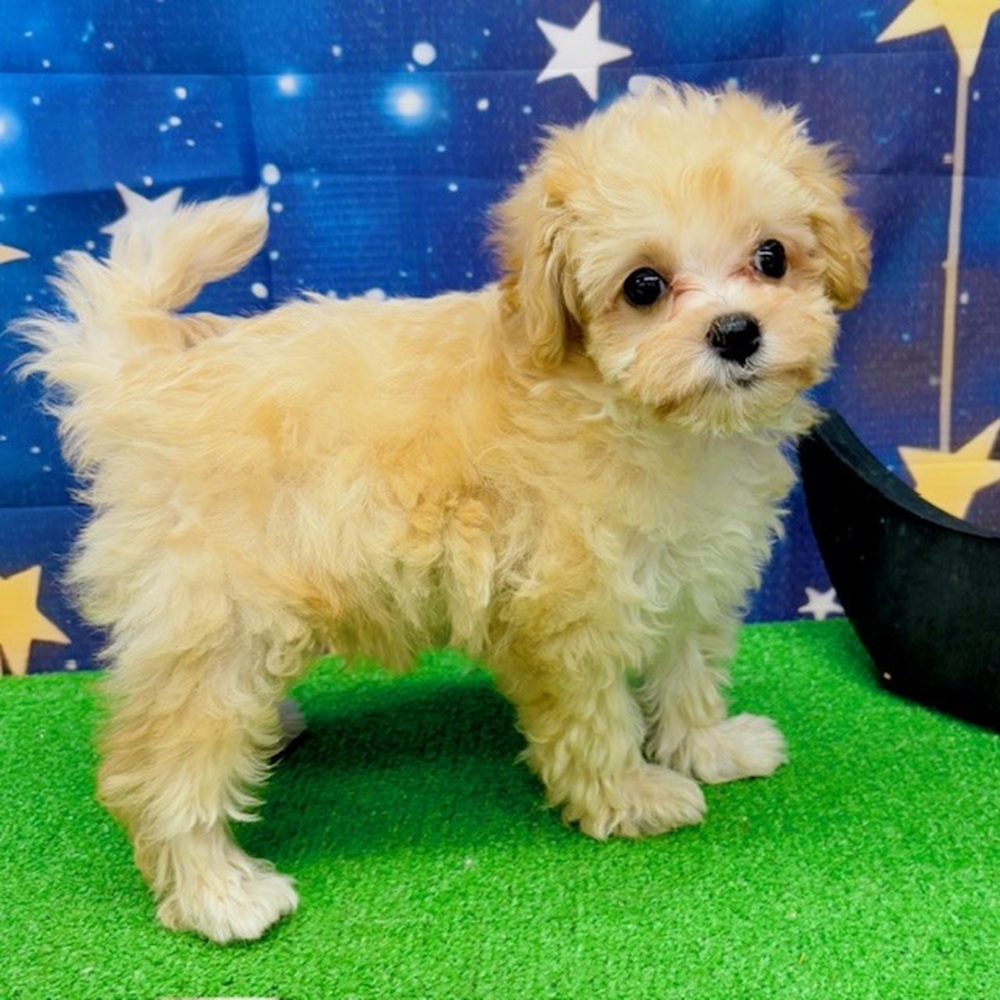 愛知県のマルプー(マルチーズ×プードル) (犬の家＆猫の里名古屋天白店/2025年6月9日生まれ/男の子/クリームホワイト)の子犬の3枚目の画像