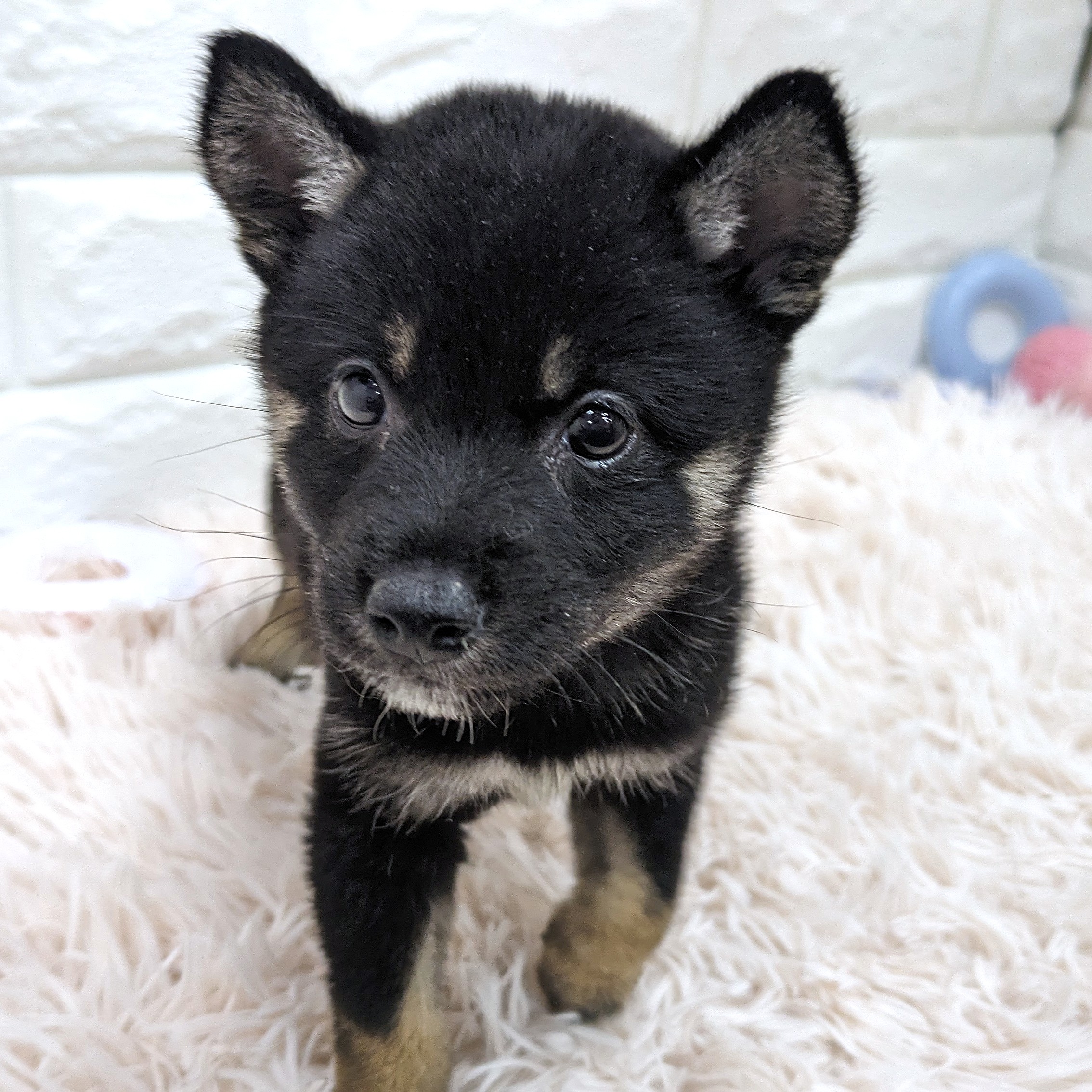 愛知県の柴犬(標準サイズ) (犬の家＆猫の里MEGAドン・キホーテ東海名和店/2025年6月11日生まれ/女の子/黒)の子犬の3枚目の画像