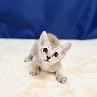愛知県のシンガプーラ (犬の家＆猫の里一宮店/2025年6月9日生まれ/男の子/セピアアグーティ)の子猫の3枚目の画像