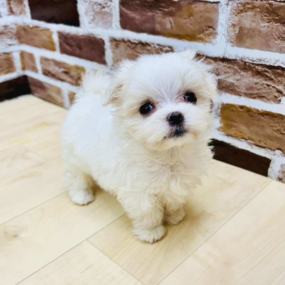 愛知県のマルチーズ (犬の家＆猫の里七宝店/2025年6月9日生まれ/女の子/ホワイト)の子犬の3枚目の画像