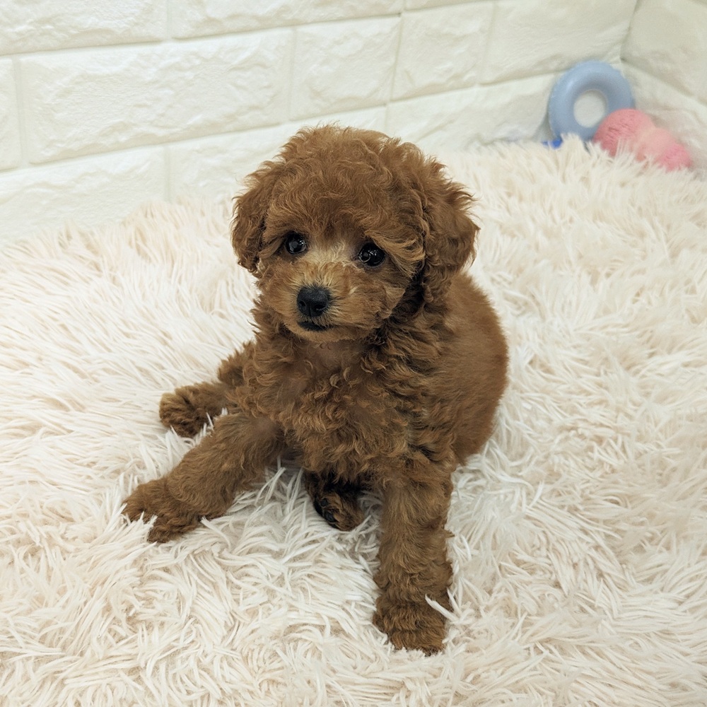 愛知県のトイプードル(トイ) (犬の家＆猫の里MEGAドン・キホーテ東海名和店/2025年6月11日生まれ/女の子/レッド)の子犬の3枚目の画像