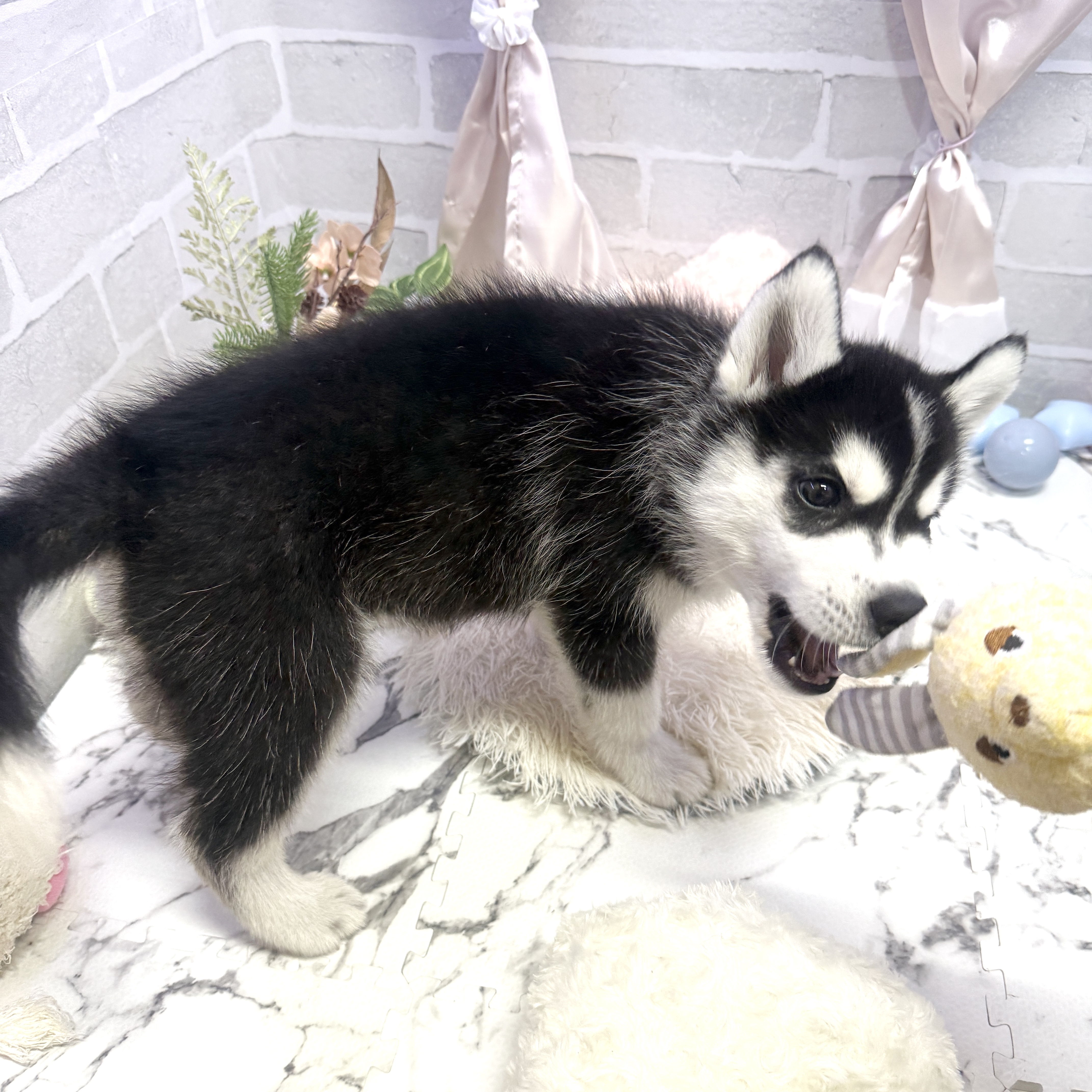 愛知県のシベリアンハスキー (犬の家＆猫の里岡崎店/2025年6月9日生まれ/女の子/ブラックホワイト)の子犬の3枚目の画像