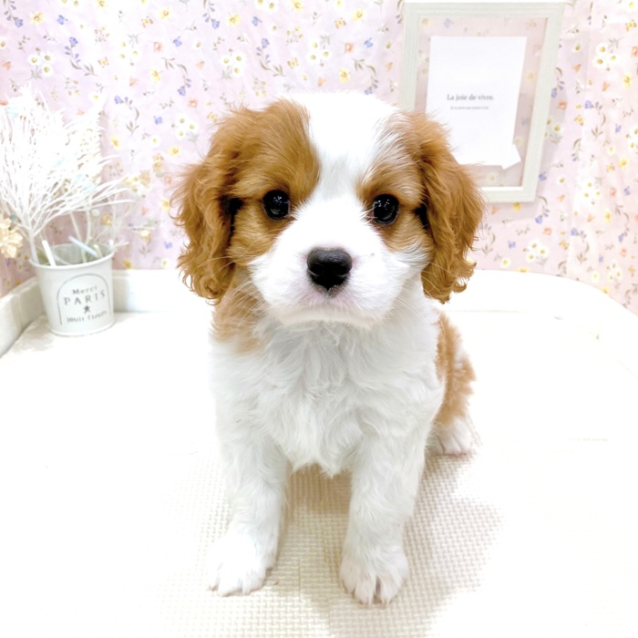 石川県のキャバリアキングチャールズスパニエル (犬の家＆猫の里金沢店/2025年6月11日生まれ/男の子/ブレンハイム)の子犬の1枚目の画像