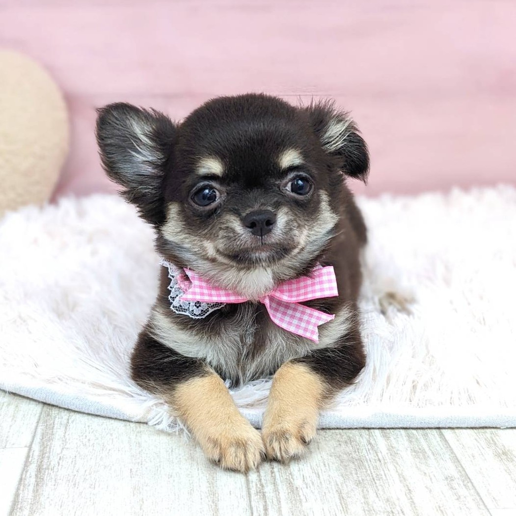 兵庫県のチワワ(ロング) (犬の家＆猫の里川西店/2025年6月9日生まれ/女の子/ブラックタンホワイト)の子犬の3枚目の画像