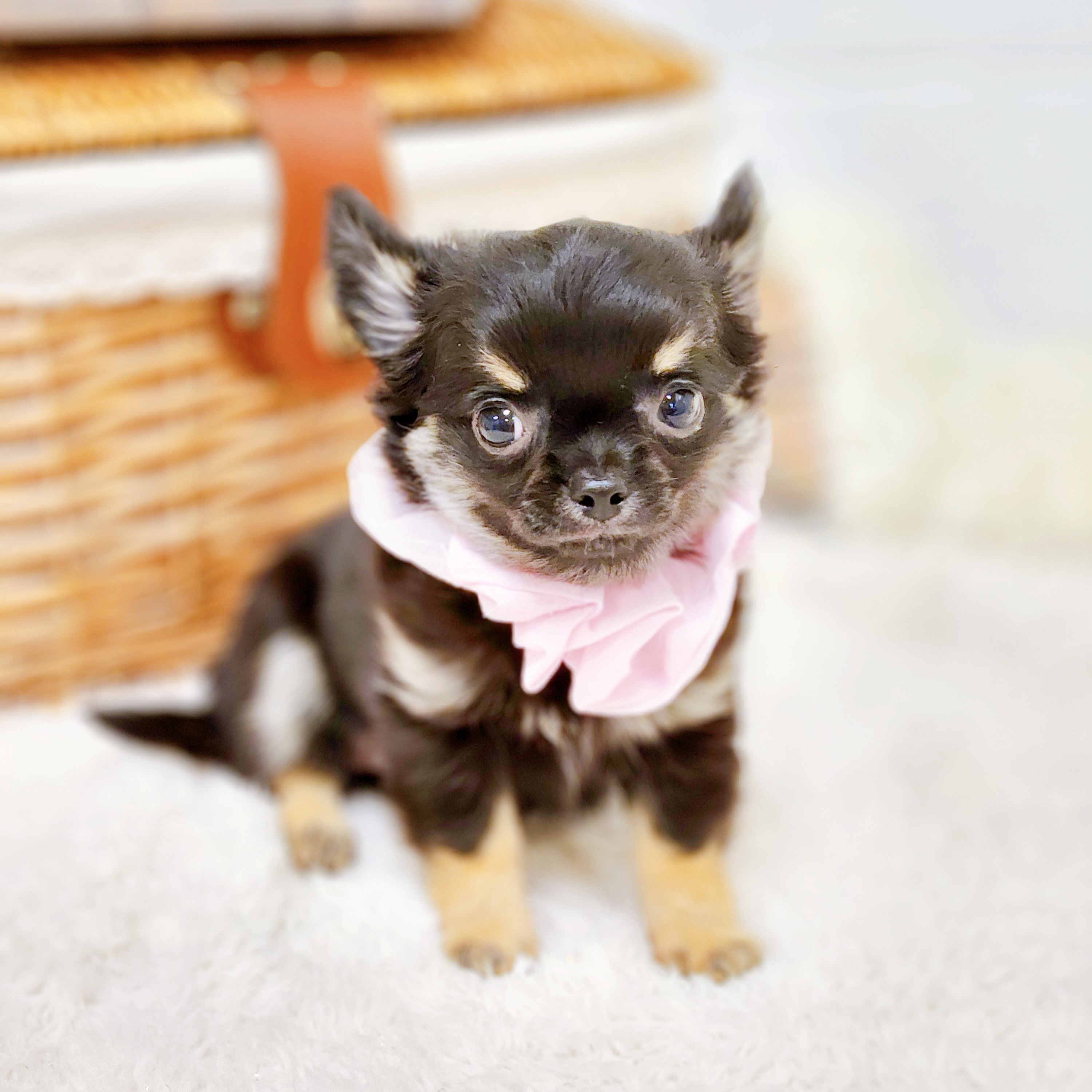 滋賀県のチワワ(ロング) (犬の家＆猫の里近江八幡店/2025年6月9日生まれ/女の子/ブラックタン)の子犬の3枚目の画像