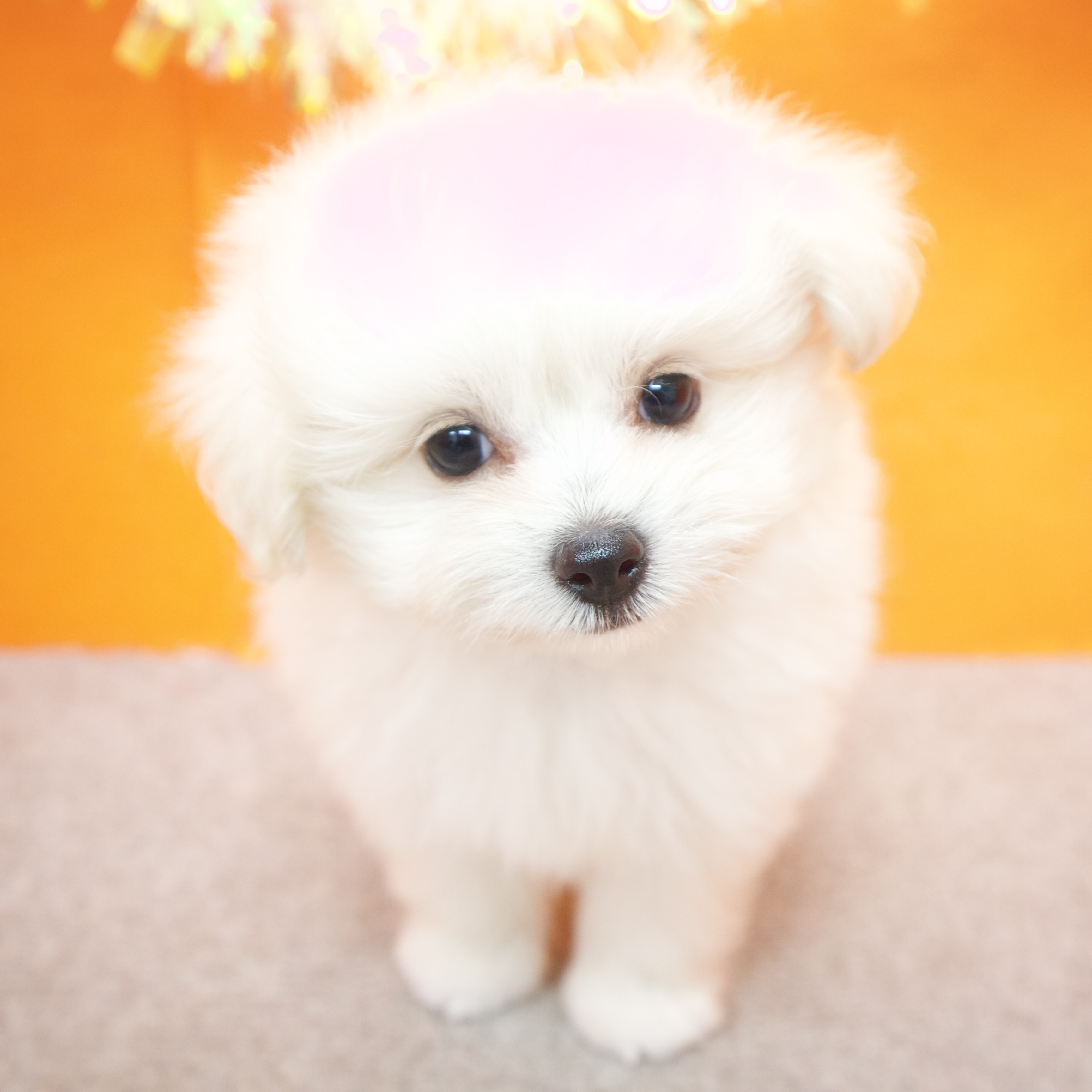 大阪府のポメプー(ポメラニアン×プードル) (犬の家＆猫の里吹田店/2025年6月9日生まれ/男の子/ホワイト)の子犬の3枚目の画像
