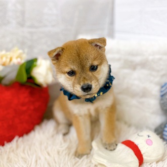 滋賀県の柴犬(標準サイズ) (犬の家＆猫の里長浜店/2025年6月12日生まれ/女の子/赤)の子犬の3枚目の画像