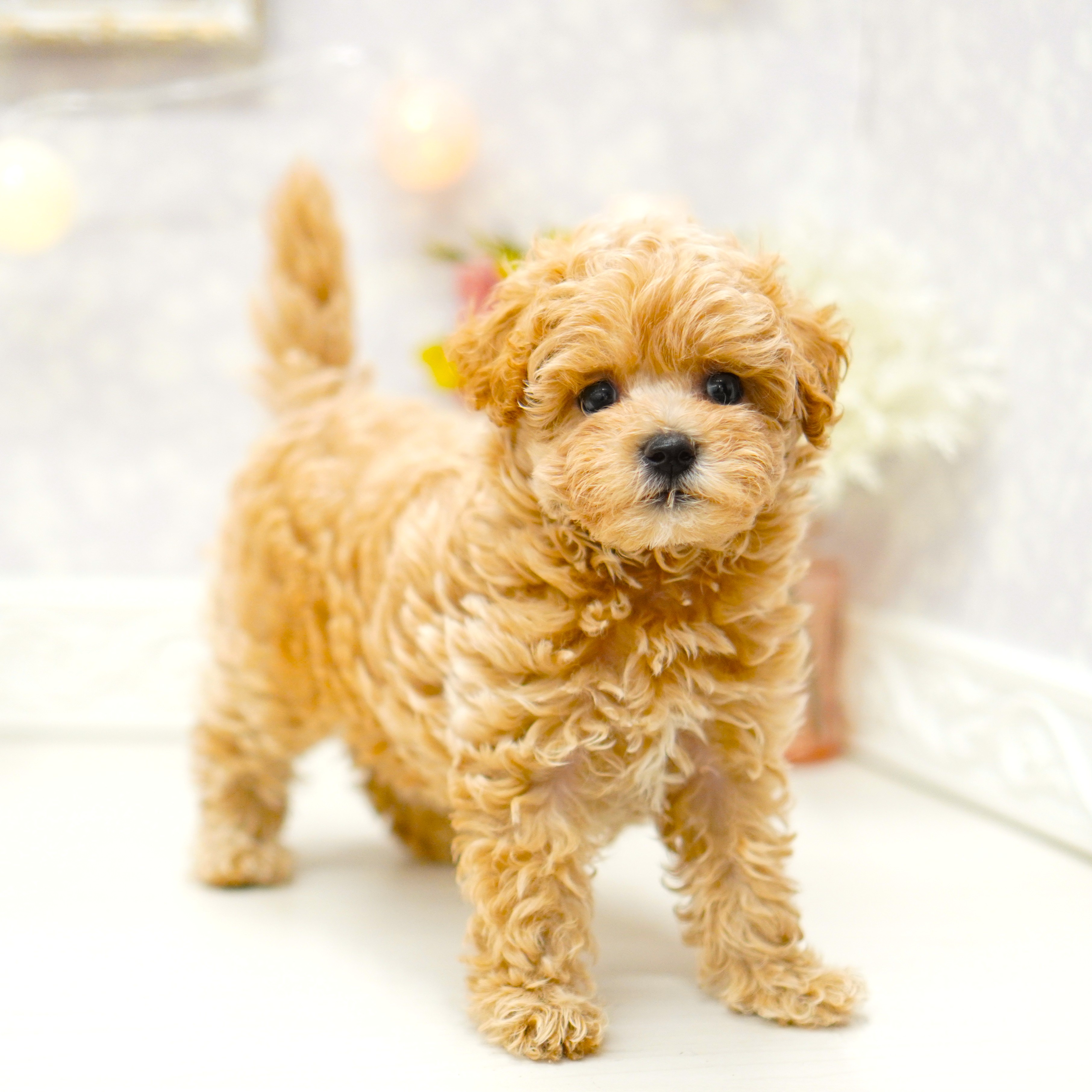 富山県のマルプー(マルチーズ×プードル) (犬の家＆猫の里アミーゴ山室店/2025年6月11日生まれ/女の子/クリーム)の子犬の3枚目の画像