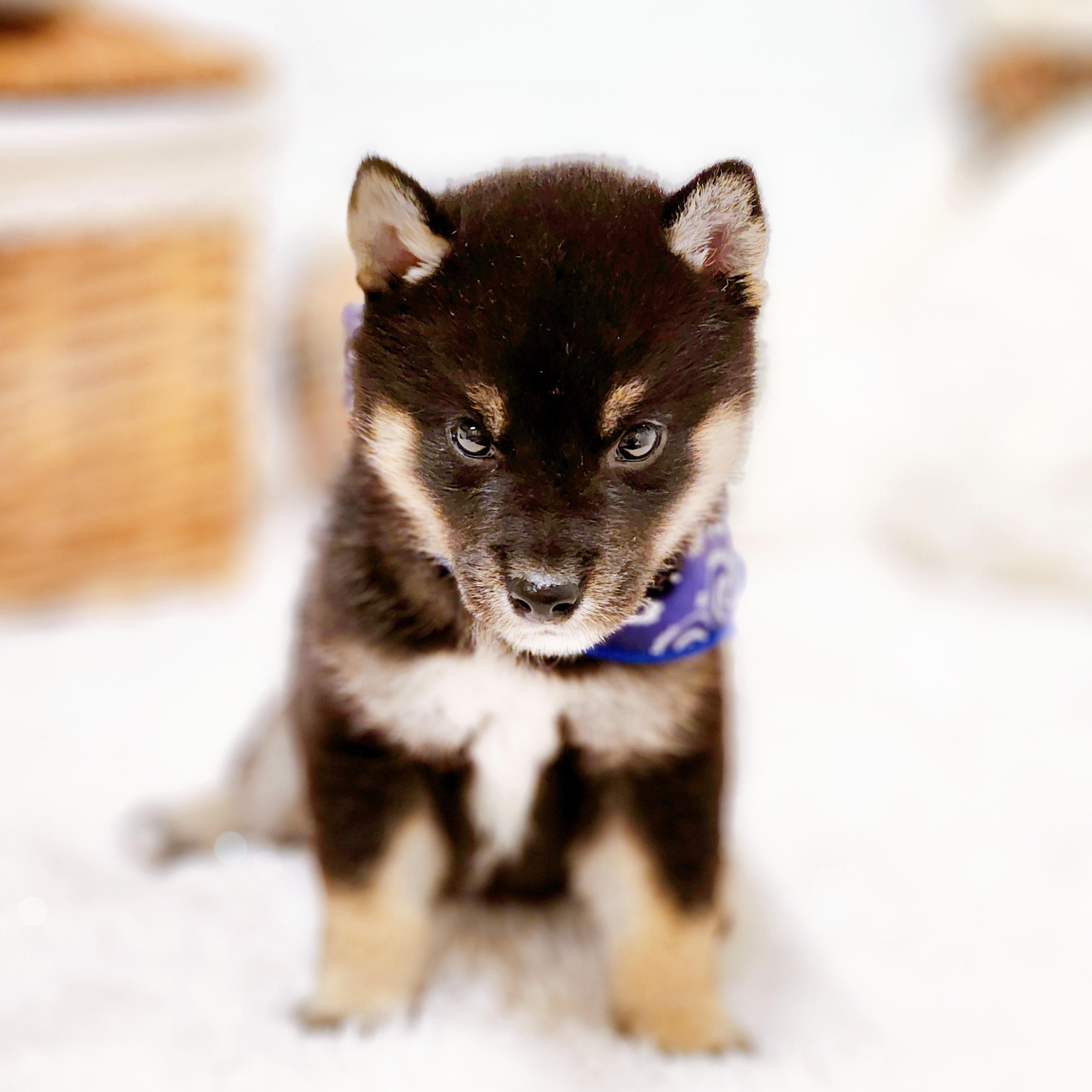 滋賀県の柴犬(標準サイズ) (犬の家＆猫の里近江八幡店/2025年6月7日生まれ/男の子/黒)の子犬の3枚目の画像