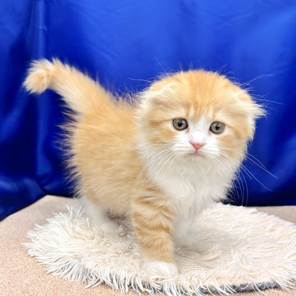 岐阜県のスコティッシュフォールド (犬の家＆猫の里中津川店/2025年6月7日生まれ/女の子/レッドタビーホワイト)の子猫の3枚目の画像