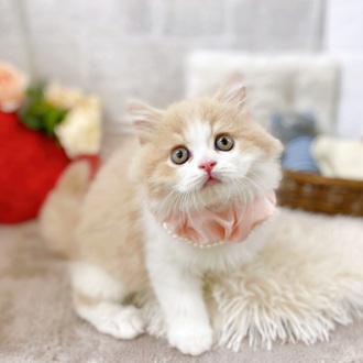 滋賀県のスコティッシュフォールド (犬の家＆猫の里長浜店/2025年6月5日生まれ/男の子/クリームタビーホワイト)の子猫の3枚目の画像